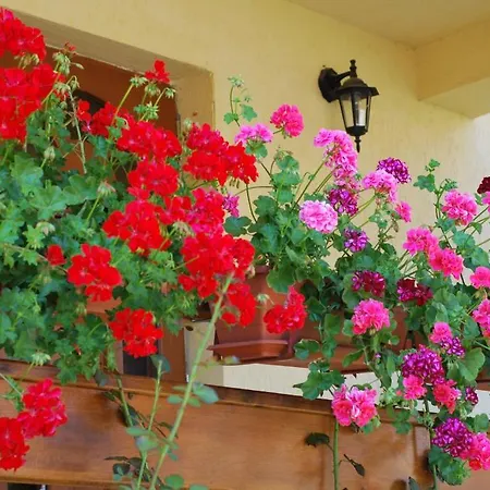 Casa Anca Boutique Timisu de Jos